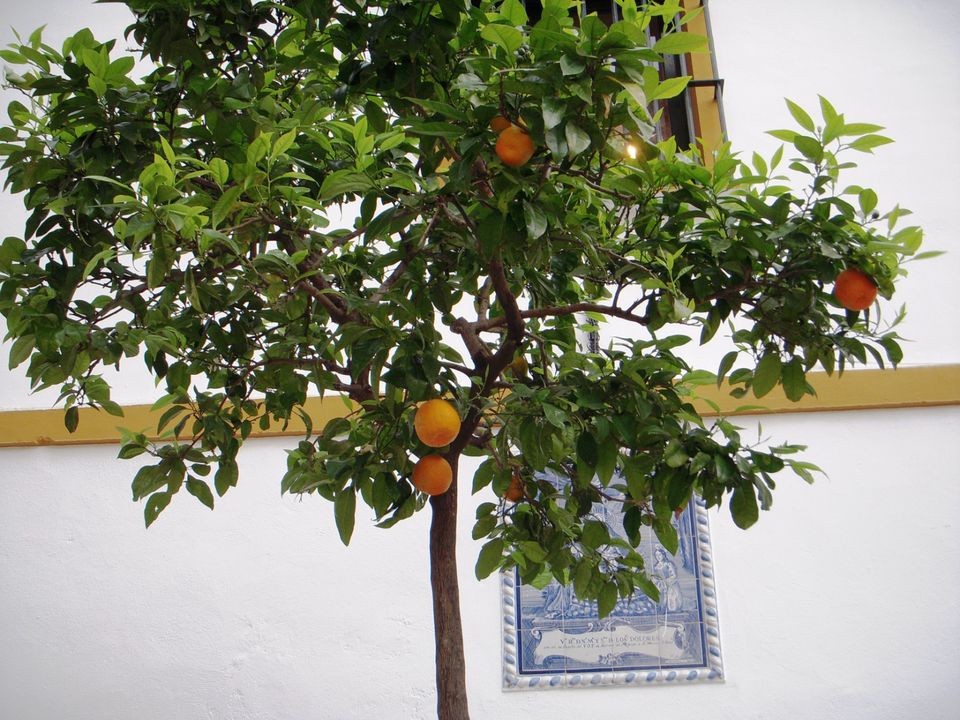 Orangenbaum in Sevilla